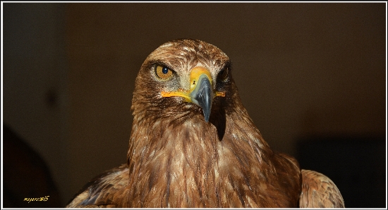 Foto Pássaro asa animal animais selvagens