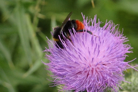 Foto Natura fiore pianta petalo