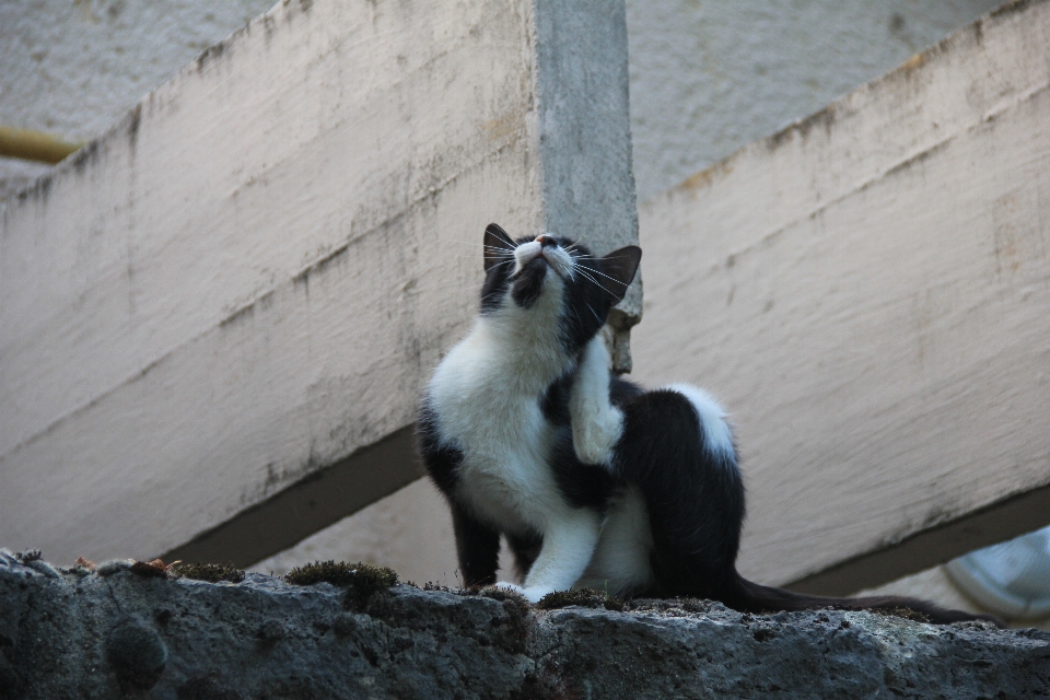 動物園 猫 哺乳類 グレー