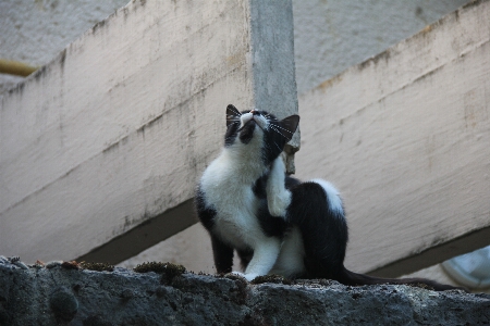 Foto Zoo gatto mammifero grigio