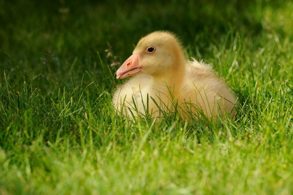 Natura erba uccello prato