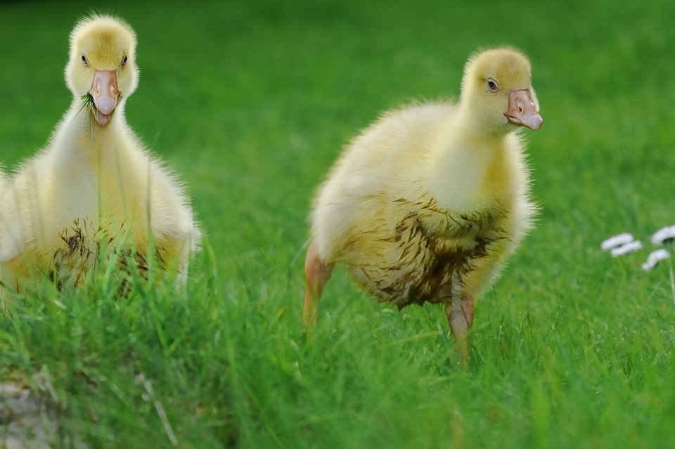 Natura ptak łąka
 preria
