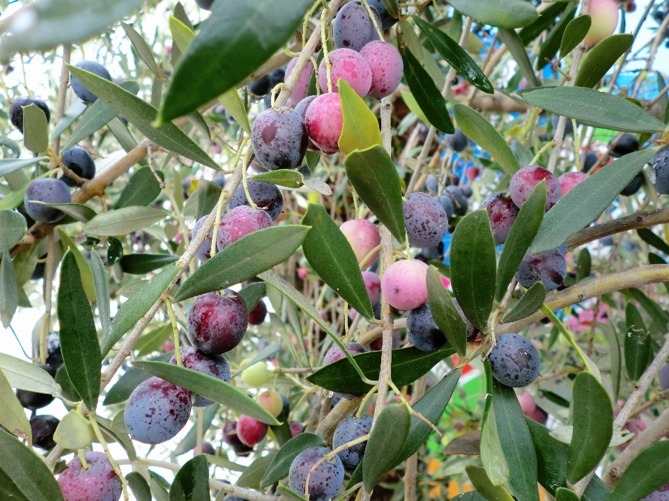 Blossom plant fruit flower