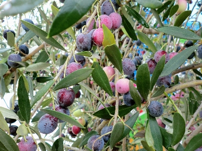 Blossom plant fruit flower Photo