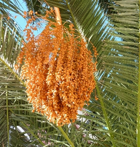 木 植物 ヤシの木 葉 写真