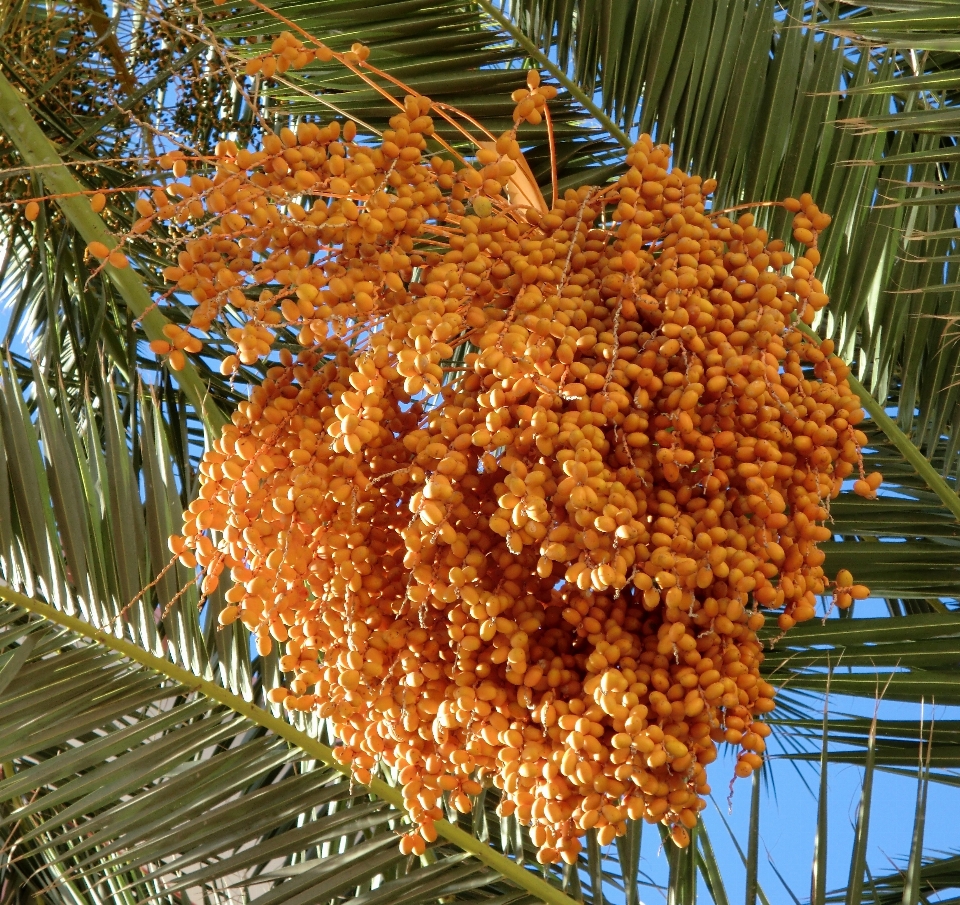 Baum anlage frucht palme