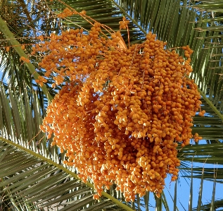 Photo Arbre usine fruit palmier