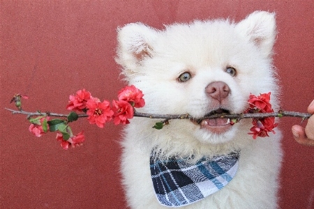 Flower puppy dog floral Photo