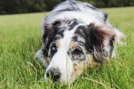 Foto Rumput manis anak anjing