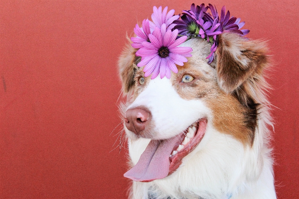 紫 子犬 犬 動物