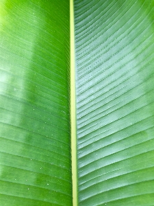 木 自然 草 植物 写真