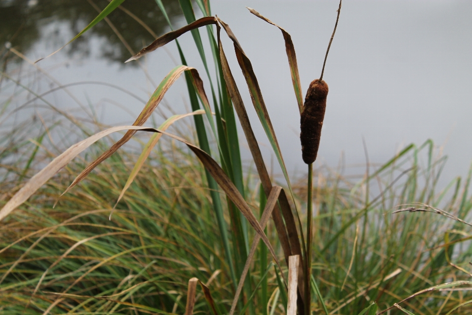 Tree nature grass marsh