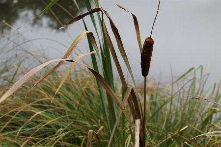 Tree nature grass marsh Photo