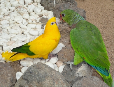 鳥 動物 嘴 友情
 写真