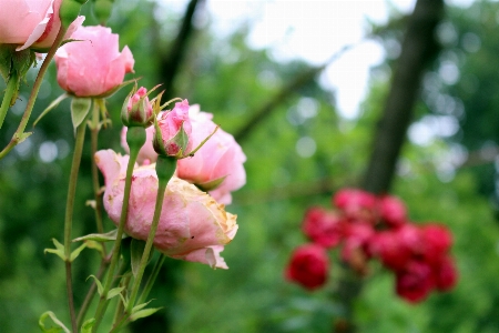 Tree nature blossom light Photo