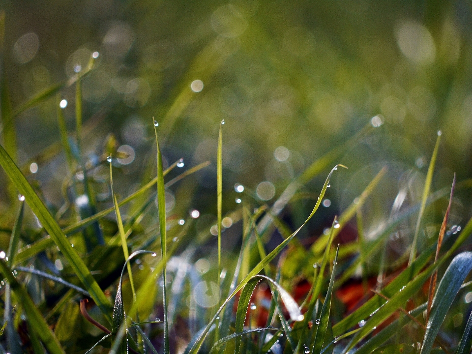 Water nature grass branch