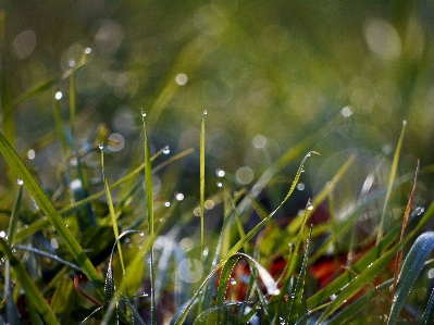 Water nature grass branch Photo