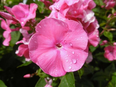 Nature blossom plant flower Photo