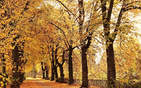 Baum natur draussen zweig Foto