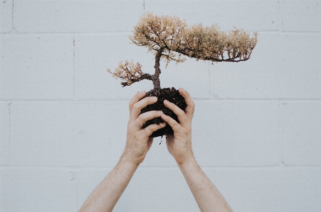 Hand tree branch plant Photo