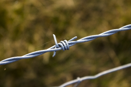 Nature grass branch prickly Photo