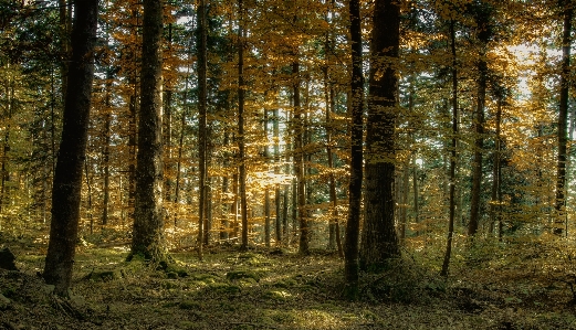 Landscape tree nature forest Photo