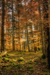 Landscape tree nature forest Photo