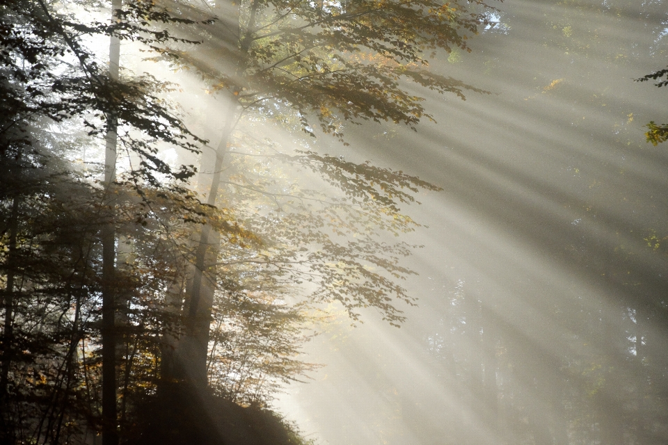 Baum wasser natur wald