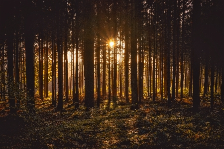 Foto Paesaggio albero natura foresta