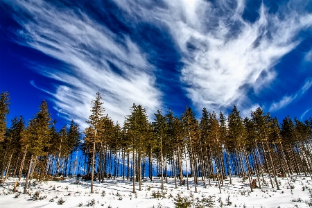 Landscape tree nature forest Photo