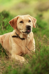 Foto Alam hutan anak anjing