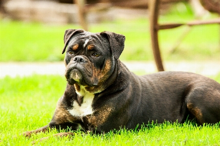 Foto Dolce cane animale carino