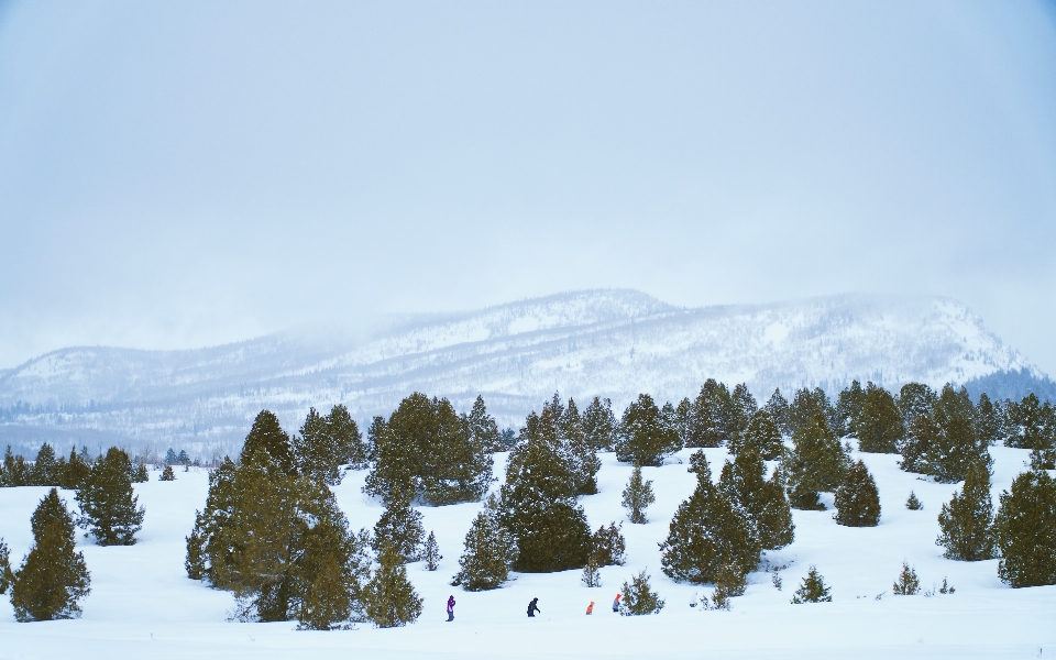 Tree forest mountain snow