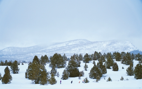 Tree forest mountain snow Photo