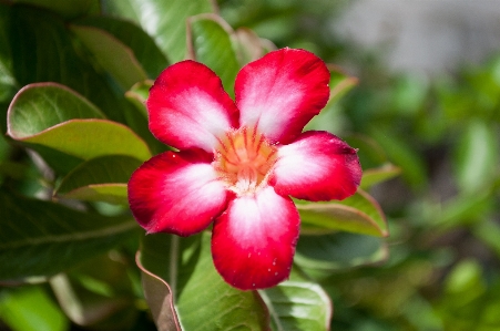 Blossom plant leaf flower Photo