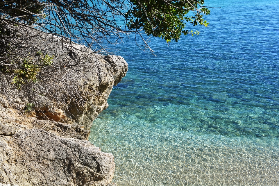 Spiaggia mare costa albero