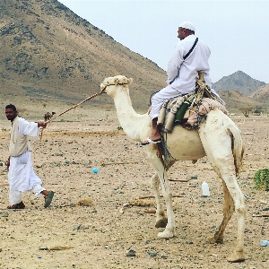 Landscape mountain desert camel Photo