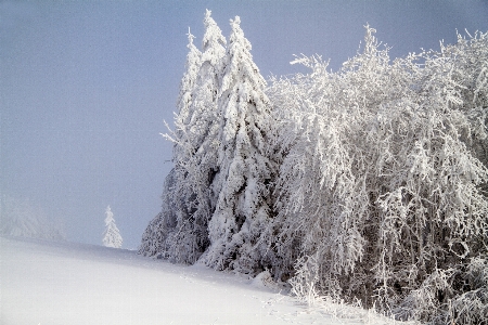 Tree branch snow winter Photo