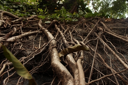 Zdjęcie Drzewo natura las oddział