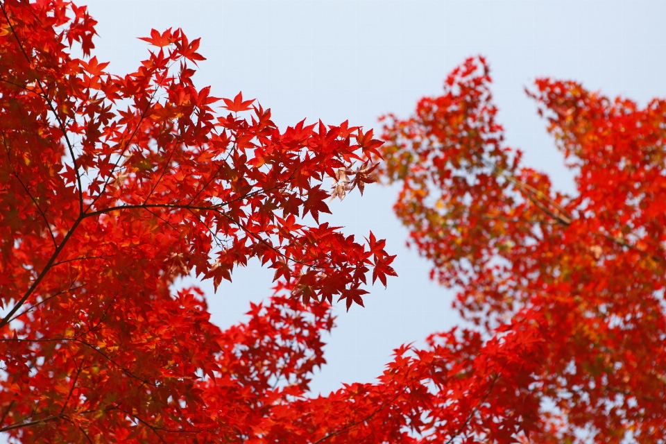 árbol naturaleza rama planta