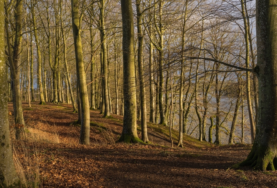 Paisaje árbol naturaleza bosque