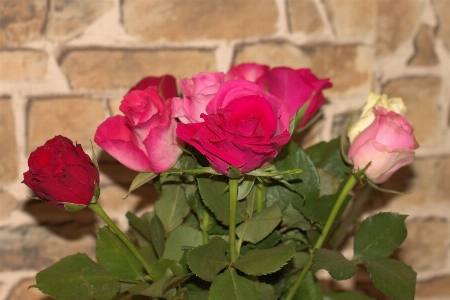 Plant flower petal bouquet Photo