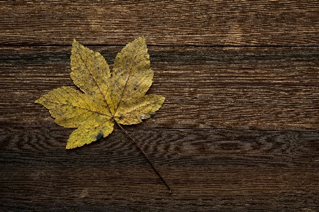 Tree branch plant wood Photo