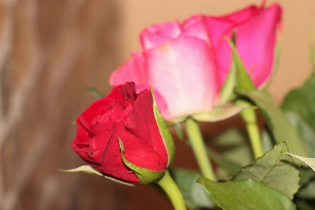 Blossom plant flower petal Photo