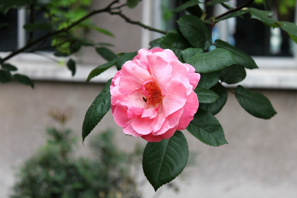 花 植物 葉 花弁