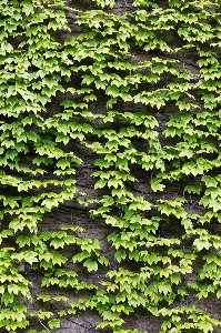 Foto Albero ramo pianta foglia