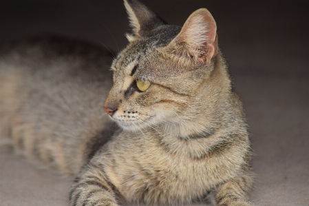 Animal cute profile wild Photo