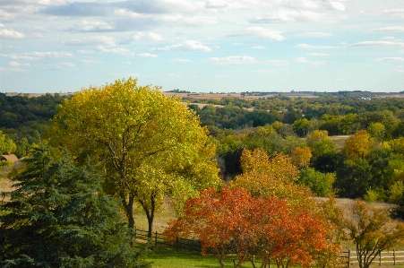 Landscape tree nature forest Photo