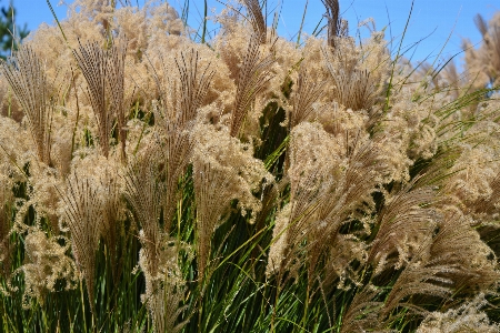 Landscape nature grass outdoor Photo