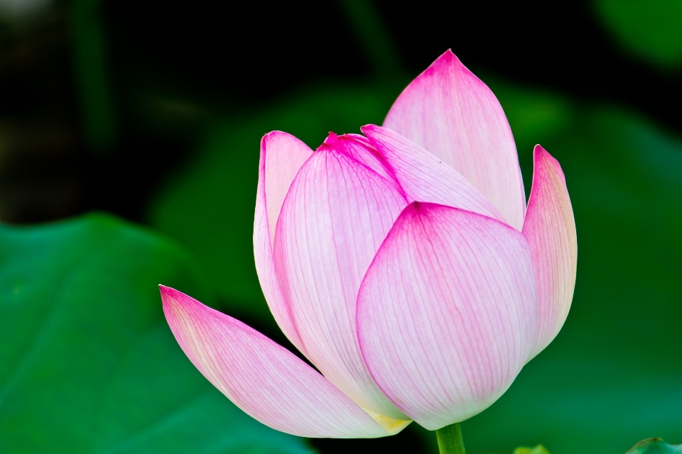 Plant flower petal foliage